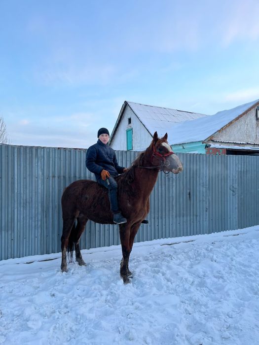 Продай айғыр. 6 жасар. Жеребец