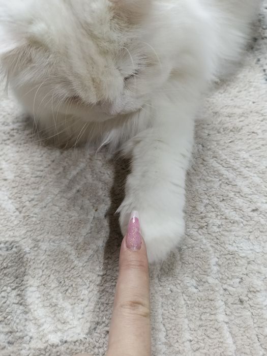 Передержка кошек! КОШКИ НЕ ПРОДАЮТСЯ!