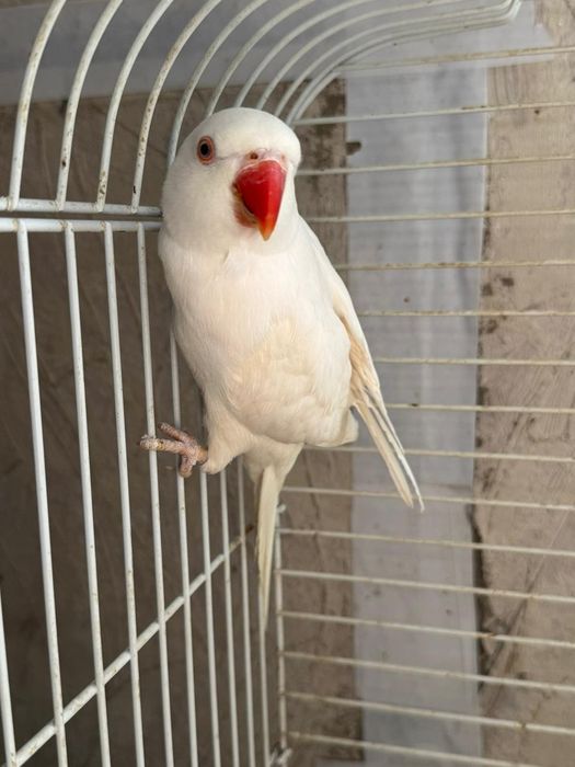 Ожереловые попугаи пара