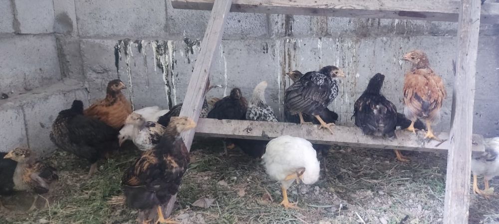Продам  подросших петушков шустрые,