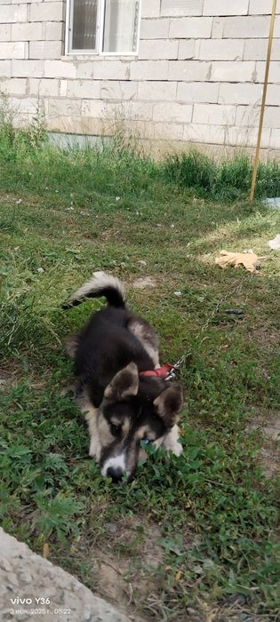 Лайка күшік сатылады