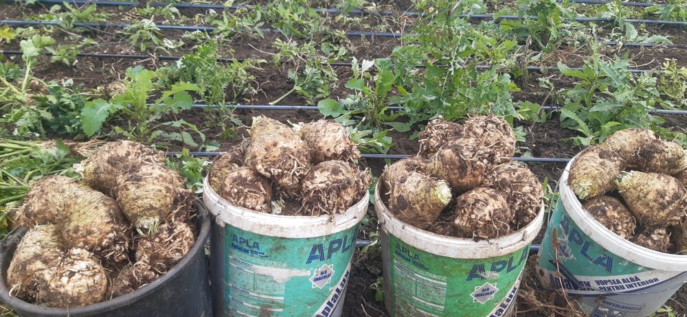 Vând țelina radacină