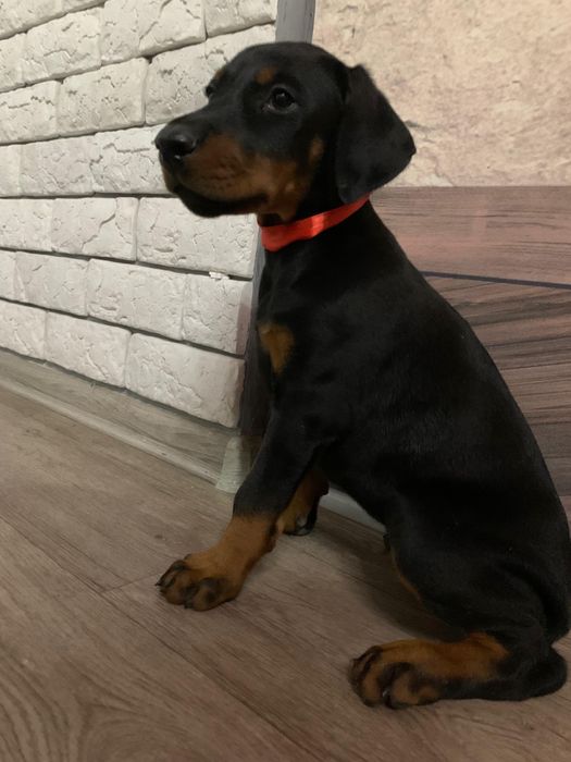 Срочно! Щенки доберамана