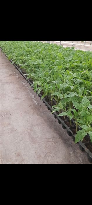 Pomidor Alamino F1 va Alamino bachki  hosildorligi juda yuqori sifatli