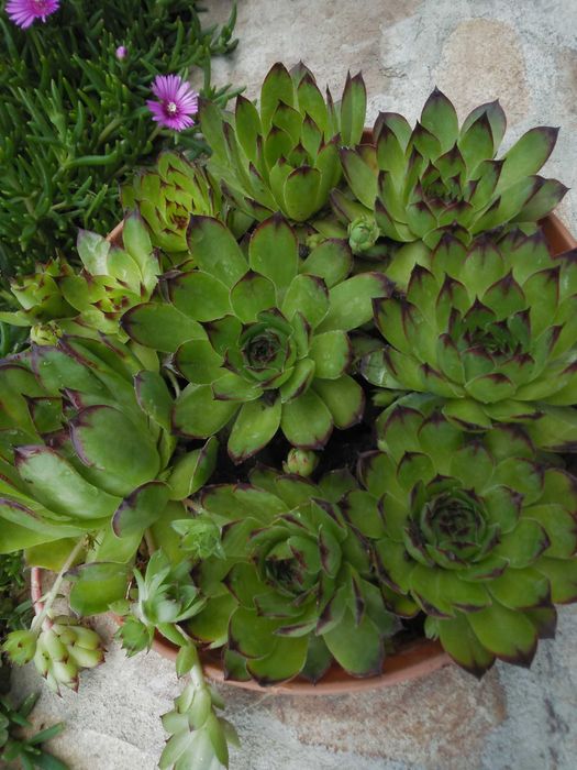 Дебелец  и  два вида седум