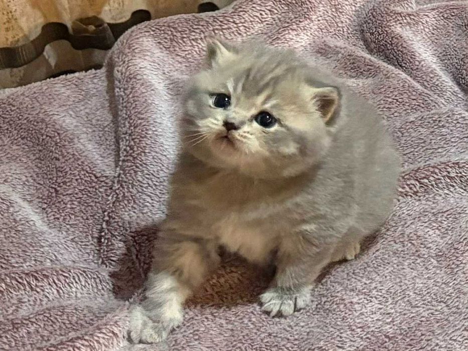 Чистокръвни британчета - момченца