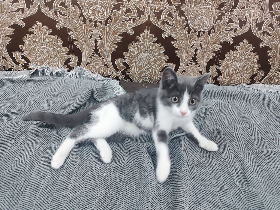 Отдаем котенка мальчик.