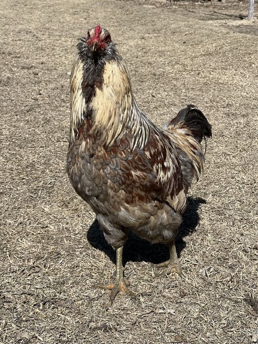 Семейка породы амераукана