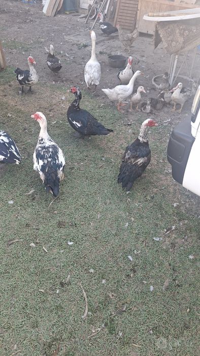 Erkak indautkalar sotiladi.
