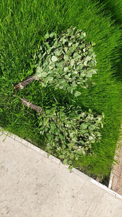 Продам березовые веники