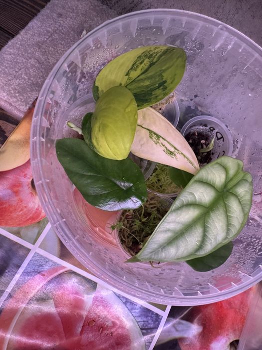 Микс из алоказий