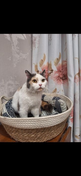 Бесплатно кошечка!