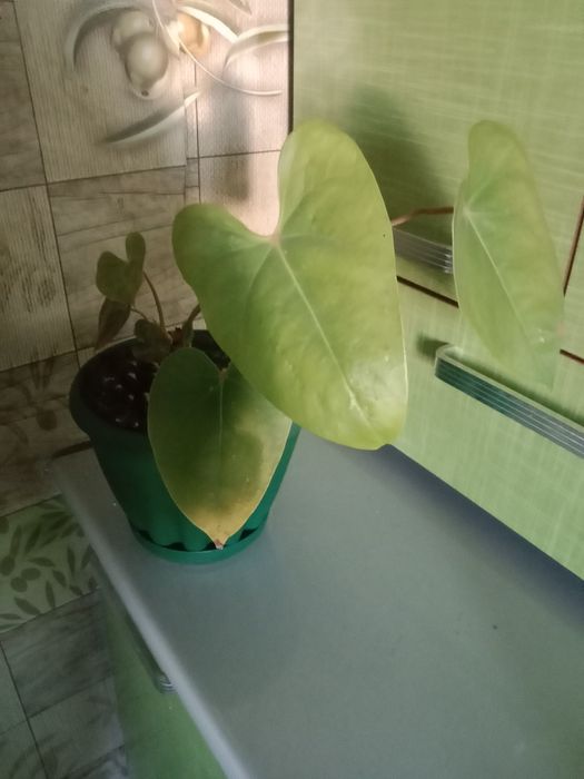 Антуриум розовый крупнолистный