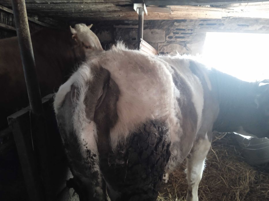 Продам Быков с Откорма