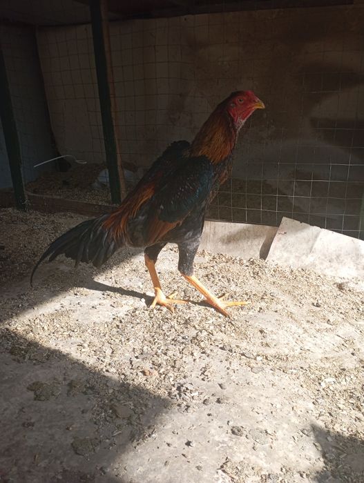 Дакан бойцовский