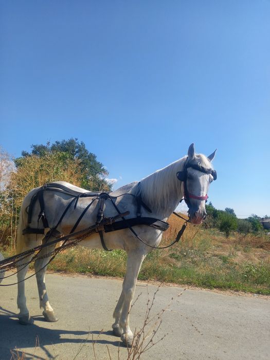 Vând iapa în vârstă de 10 ani