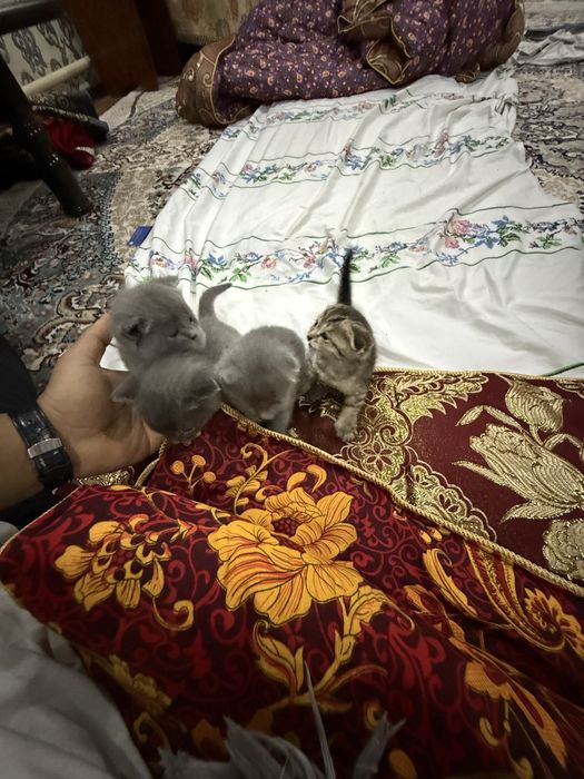 Продаются котёнок