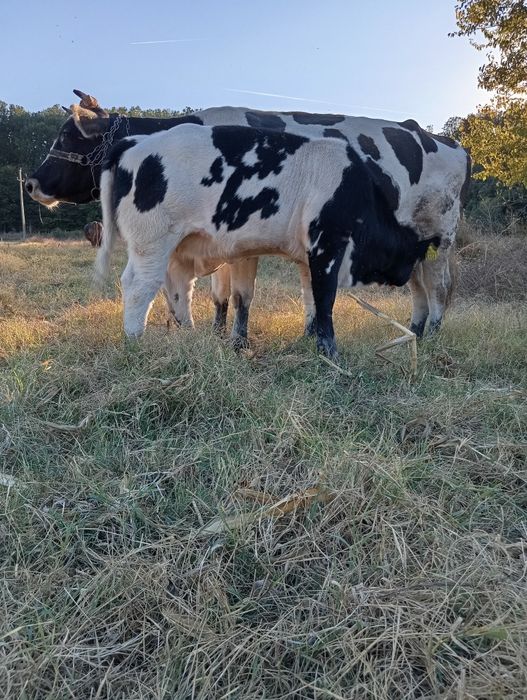 Viței De Rasă Angus și Belgian Motru • OLX.ro