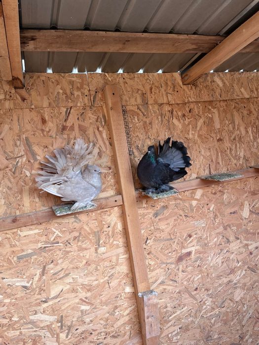 Porumbei voltati indieni