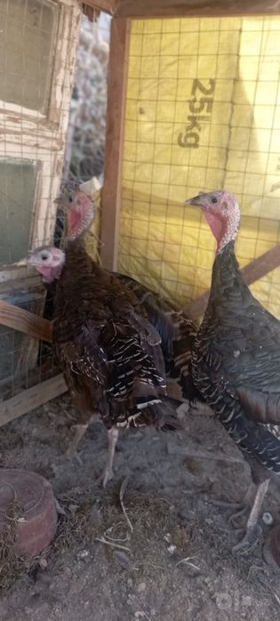 Куркалар сотилади