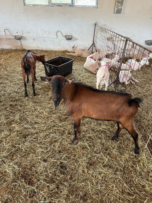 Vand oi sufolk si capre