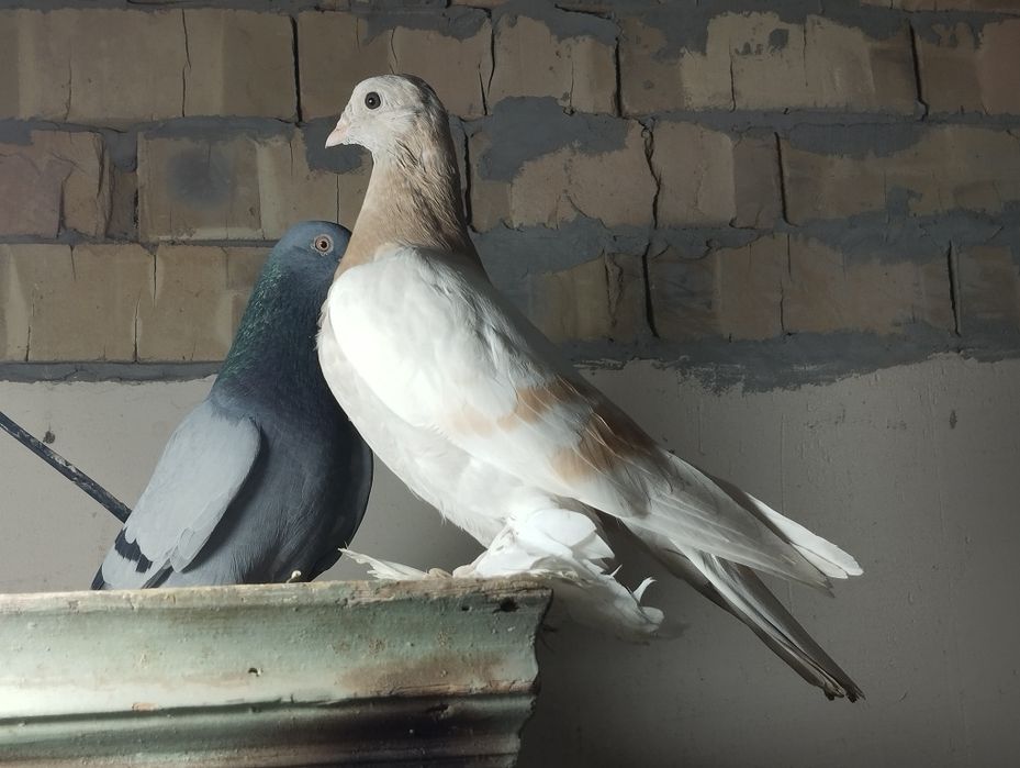 Продам голубя пискуна тасман гребля игра есть