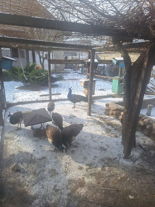 Pauni standard maturi pereche și tineret