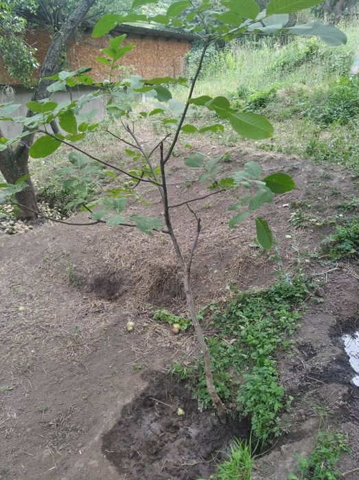 Продам саженец ореха