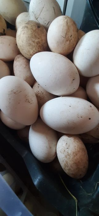 Яйцо инкубационное