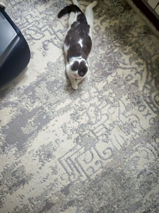 Отдам в добрые руки кошечку