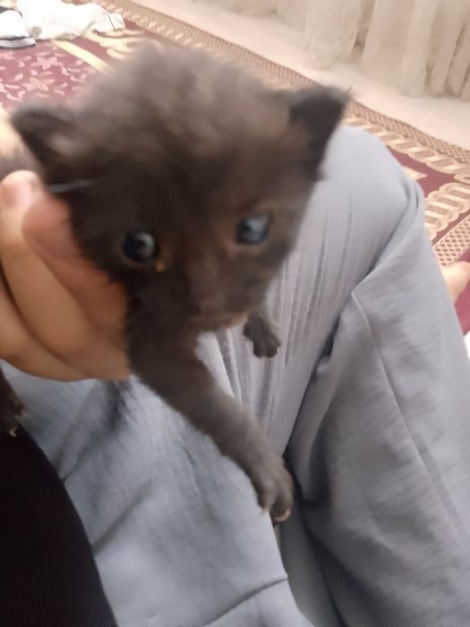 Котёнок милый и мальчик