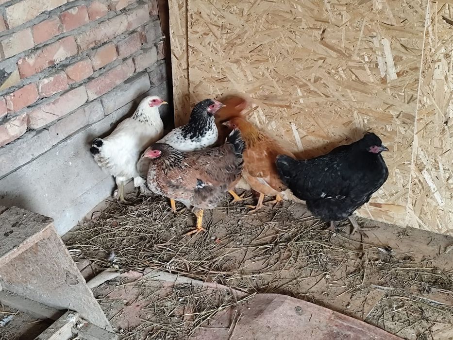 Продам срочно курей