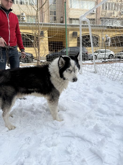 Хаски. Ищем  невесту
