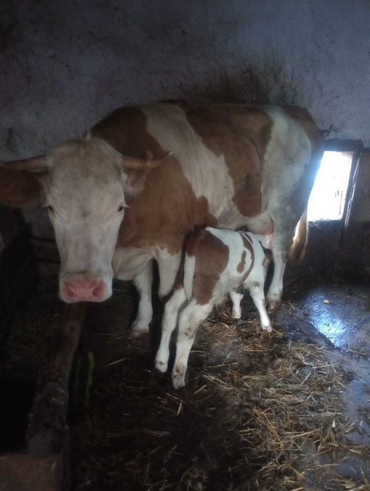Vând vaca si vitel