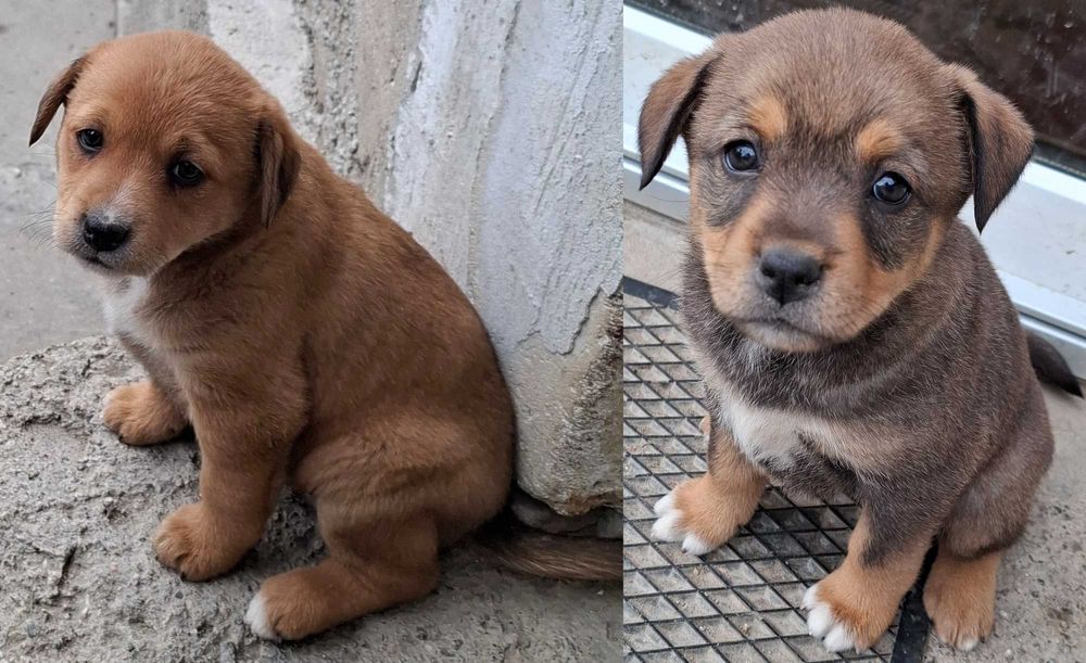 Donez catelusi, talie medie, Metis. Pui de caine spre adoptie.