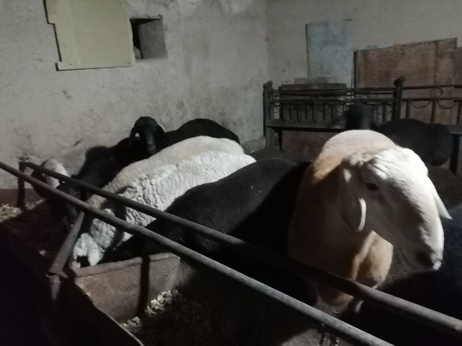 Qurbonlikka qo'ylar bor