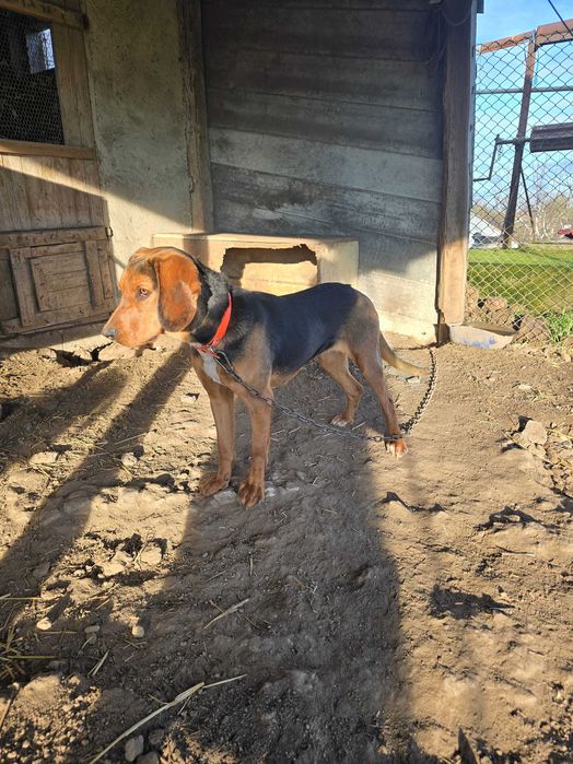 Гръцко Гонче женско