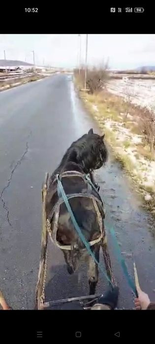 Ponei de vânzare