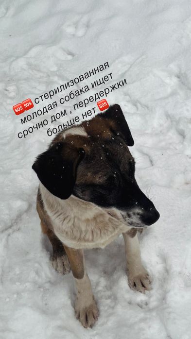 Собака в добрые руки