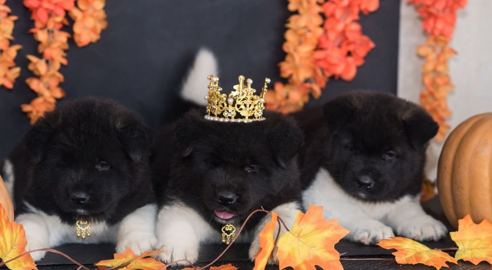 Щенки Американской Акиты