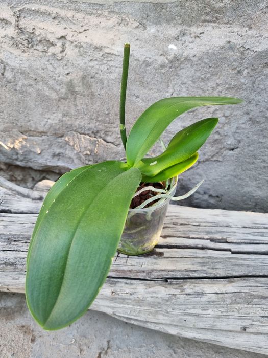 Отцветшие и отцветающие орхидеи (орхидея)