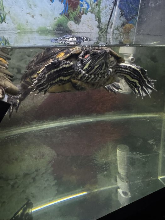 Черепаха Красноухая