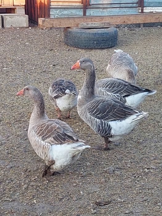 Продам гусей домашних