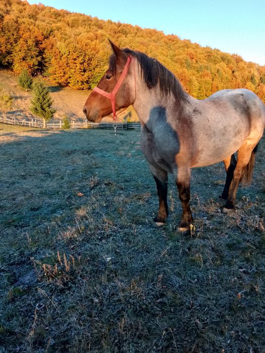 Vând iapă gestanta