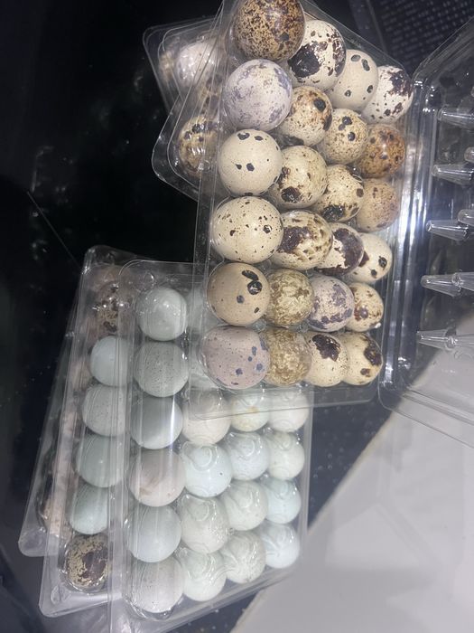 Oua de prepelita incubat   OFERTA