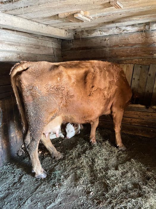 Vând vacă cu vițel