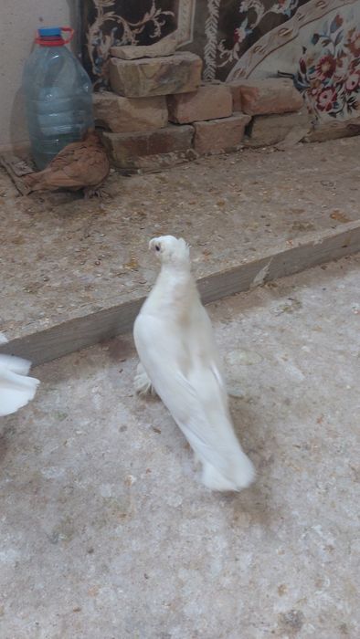 Голуби белый двухчубый самец кептер