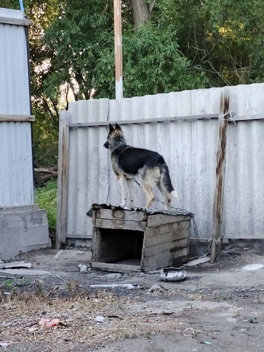 продаётся овчарка