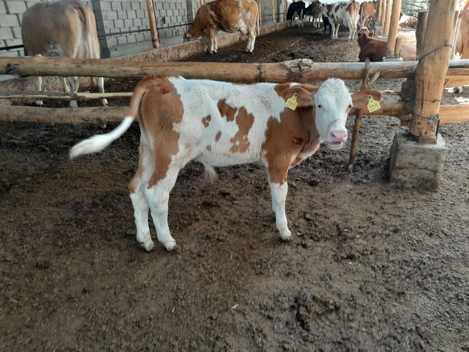 Simmental buqalar