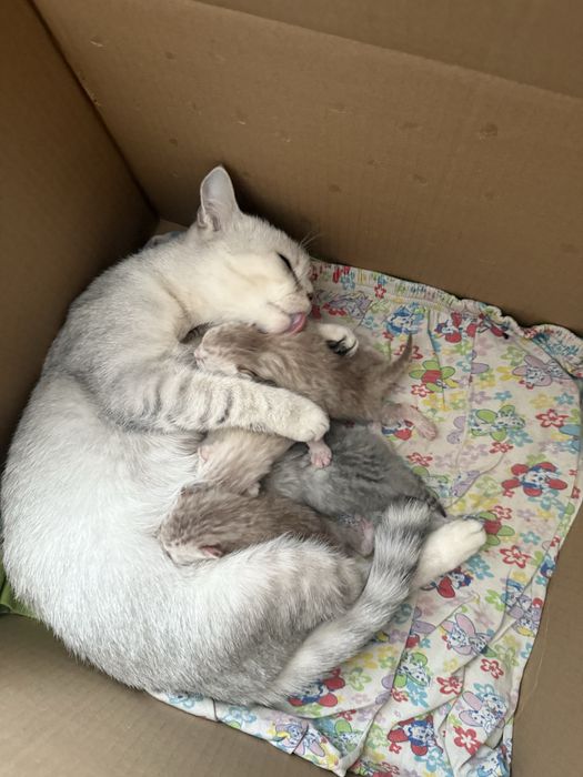 Котята шотландские